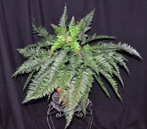Artificial PVC Mountain Fern PVC Silk Plants Canada